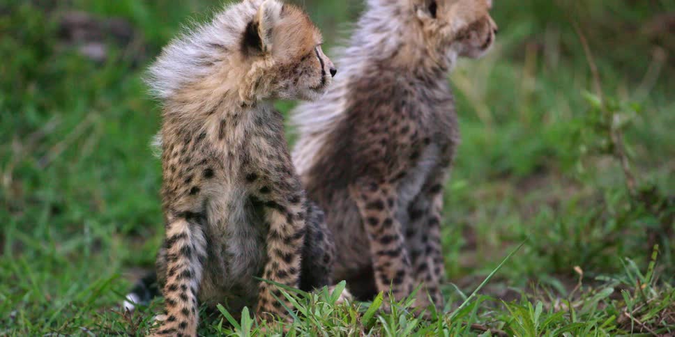 Two cheetah cubs sitting and looking off into the distance