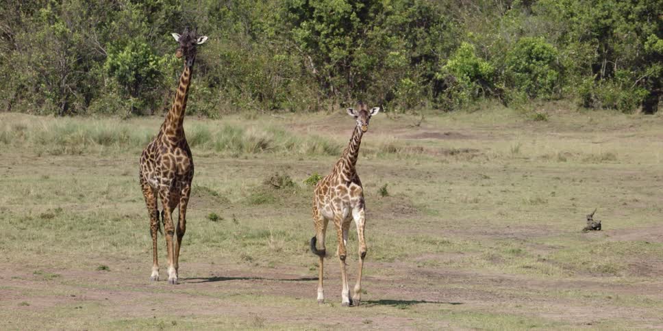 Two giraffes walk in dirt and grass field during the day