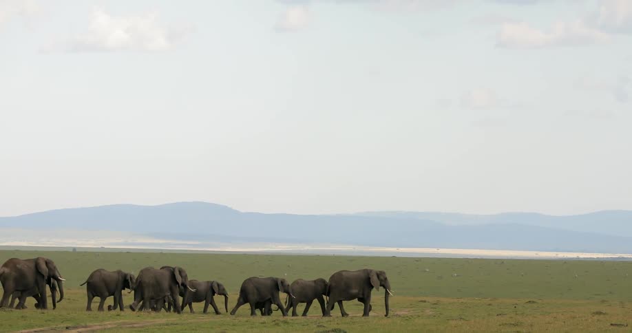 A group of elephants cross a grassy field in the wilderness