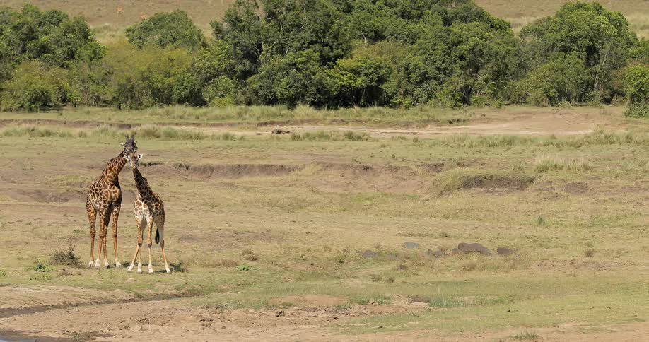Two giraffes are standing together on a grass field