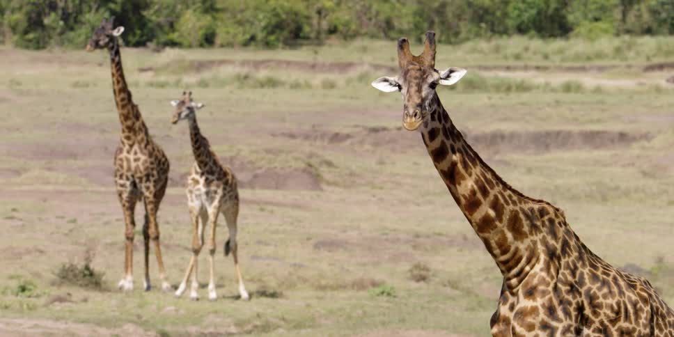 Giraffes stand in an open field on a sunny day