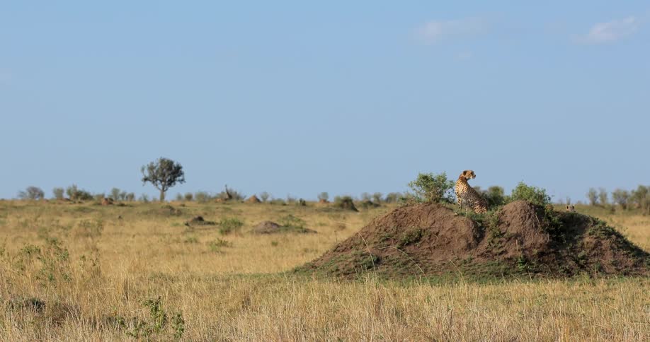 An animal looks around on top of a dirt hill