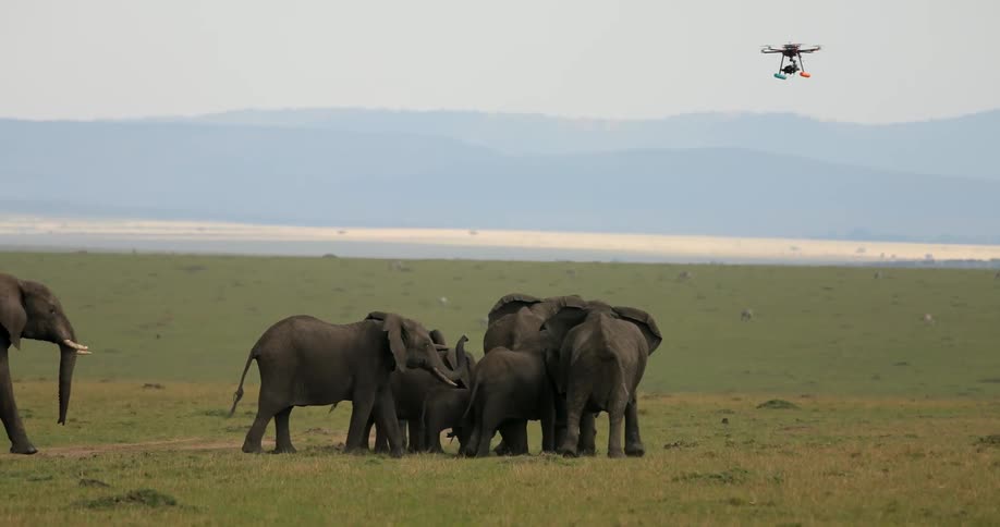 Elephants walking through a pasture as a drone flies overhead