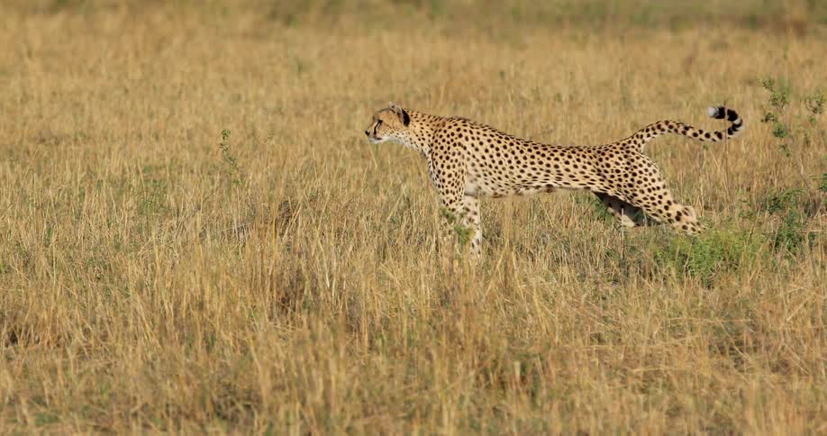 A cheetah walks across a field