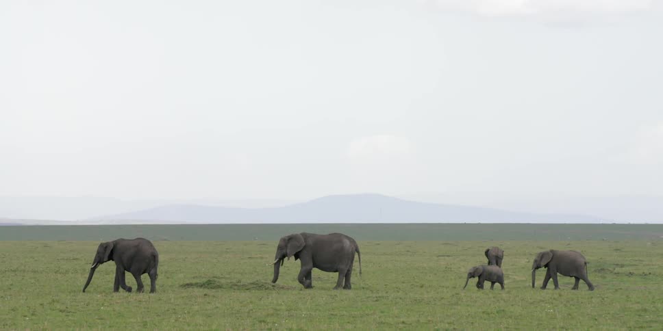 Family of elephants walking across a field