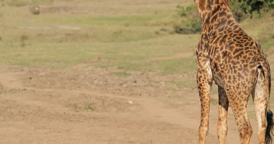 A giraffe stands on the savannah on a sunny day