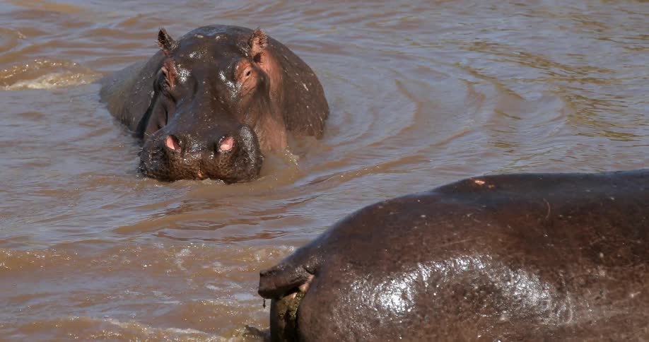 Two hippos mill about in the cool water during the day