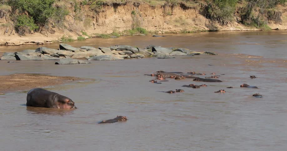 Hippos are swimming around in some water in a group