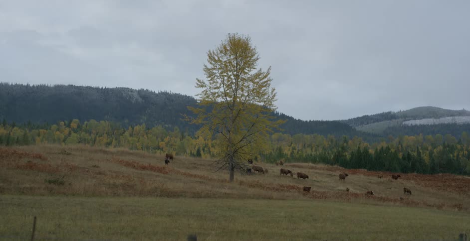 Cattle grazing on grassland with a large tree in the middle and trees in the background