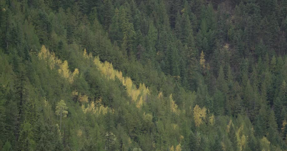 Pine tree forest on the slope of a mountain