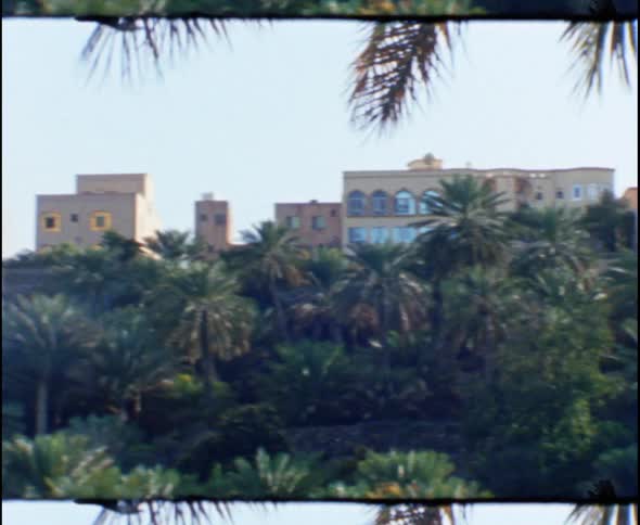 Tropical palm trees sit with buildings in the distance