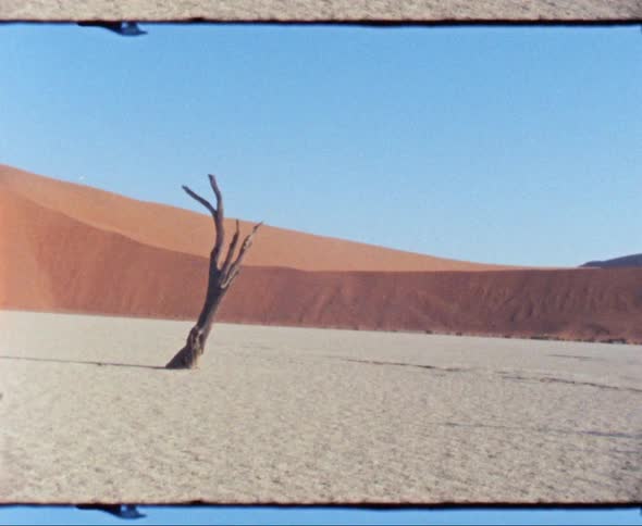 Dead tree in the desert inbetween dunes
