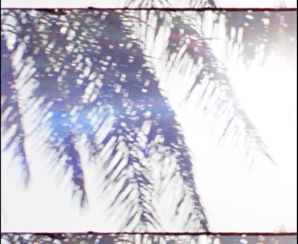 Fronds extend outward from a palm tree