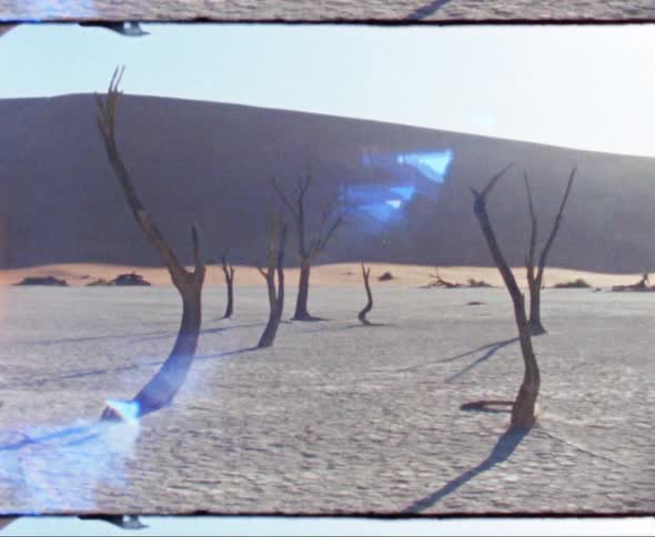 Scorched trees stand in sand with sunlight glaring down