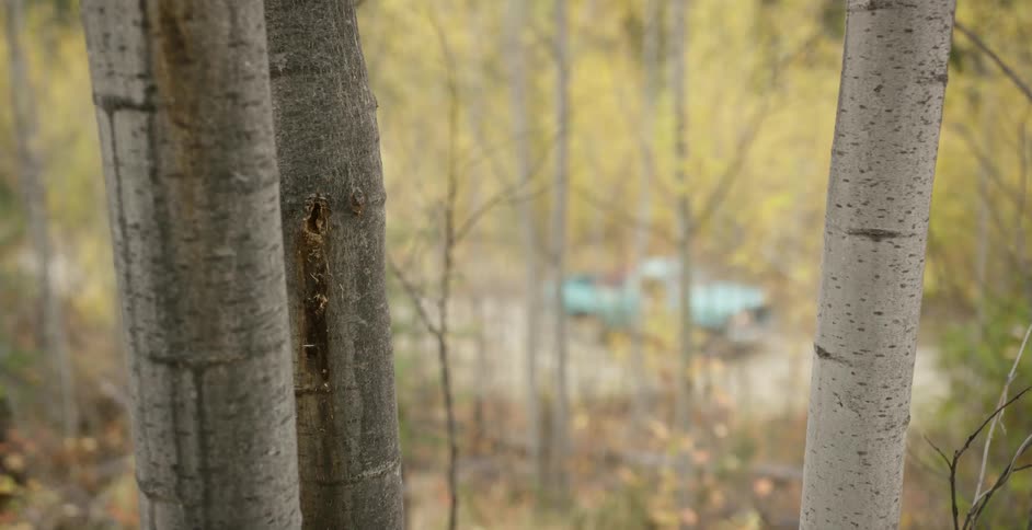 Tree trunks loom as a truck drives by on a dirt road