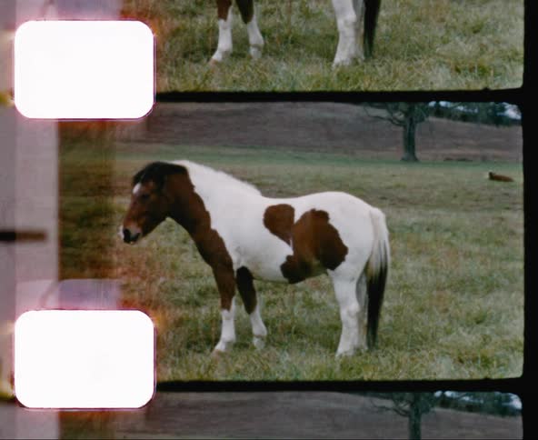 The horse stands on the grass