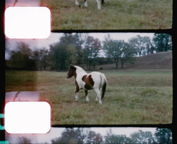 A pony walking through a wide field of grass