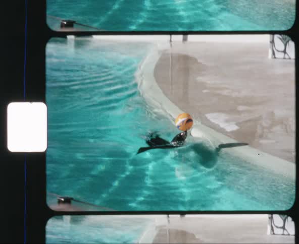 Vintage footage of seal balancing ball in nose at a water park