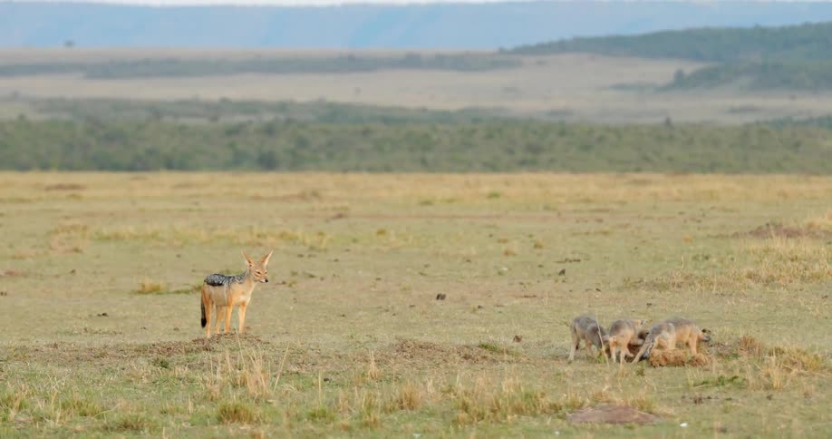 Foxes eat prey in an open field