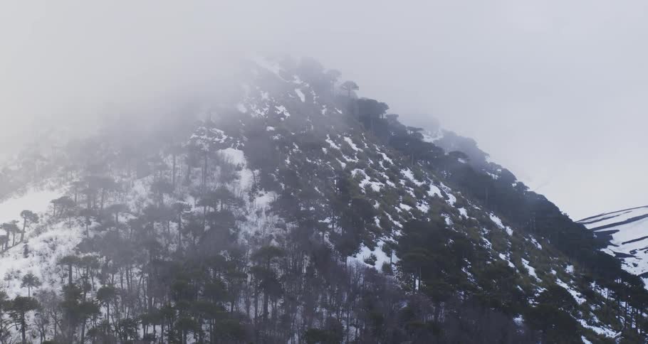 Aerial of trees and snow on a misty mountain top