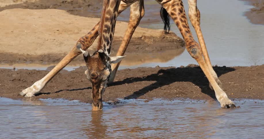 A giraffe is drinking water in a stream