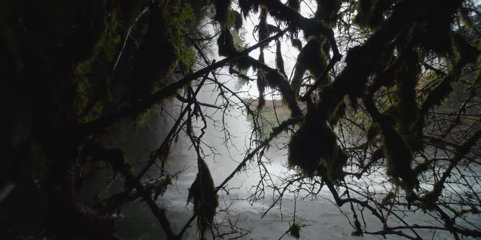 Beyond a tangle of branches covered with moss a waterfall thunders down into a lake
