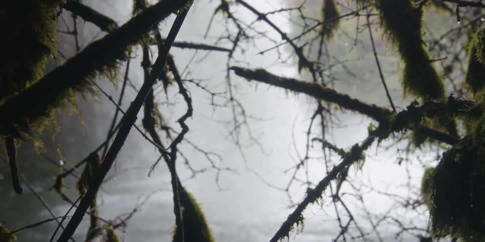 A water fall going in to a river seen through mossy branches