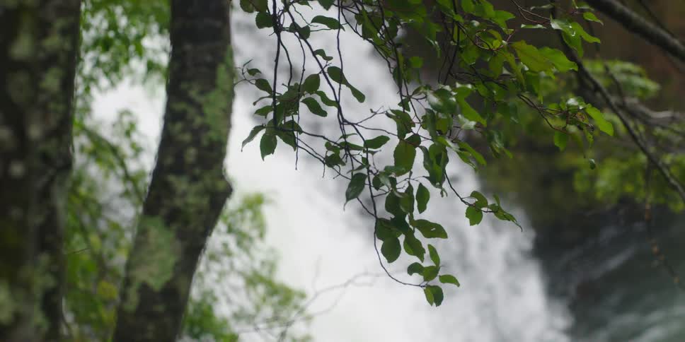 A large waterfall spills into a body of water behind trees bearing green leaves