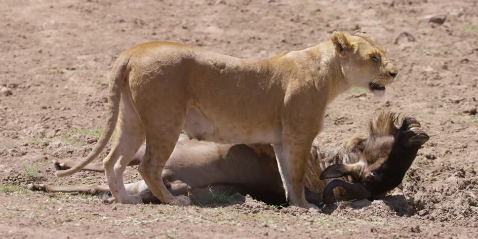 A lion is standing over a dead animal