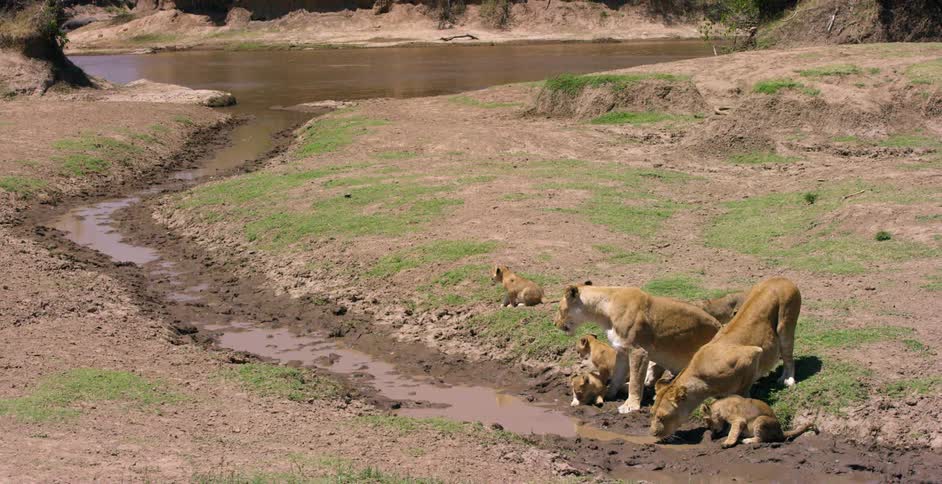 A pride of lions drink from a small stream near a larger body of water