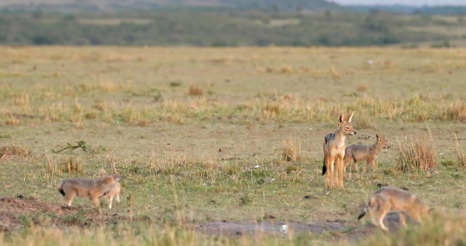 Mother jackal cautiously watches the area as her pups play