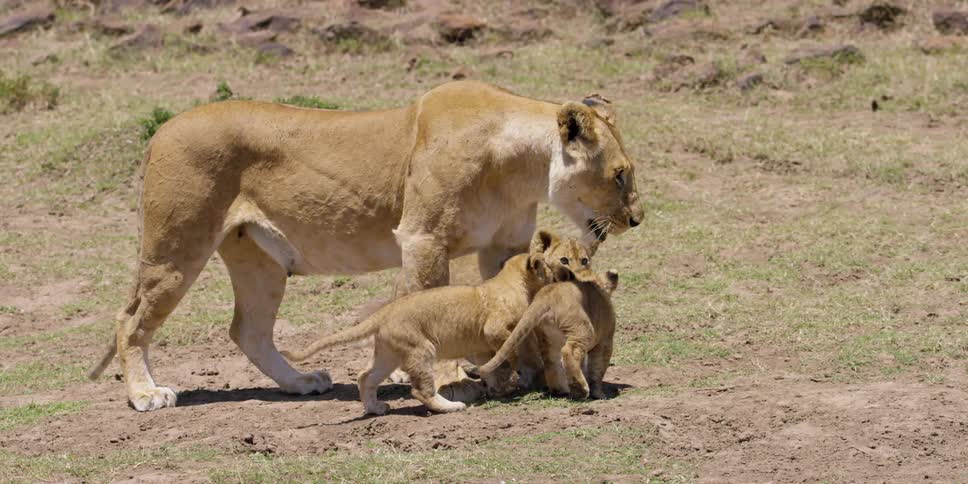 A lion and cubs are standing on a field