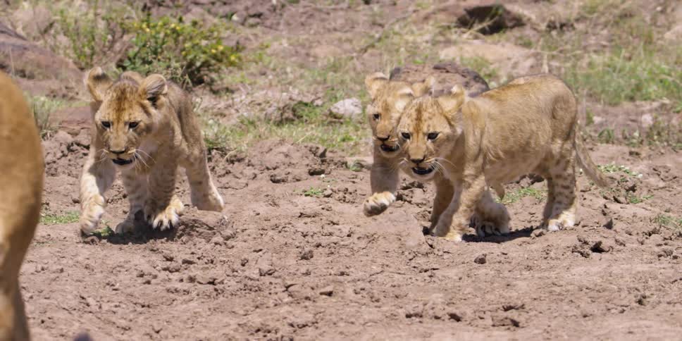 Lion cubs following their mother across a rocky landscape