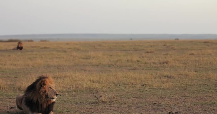 A lion lying in a field