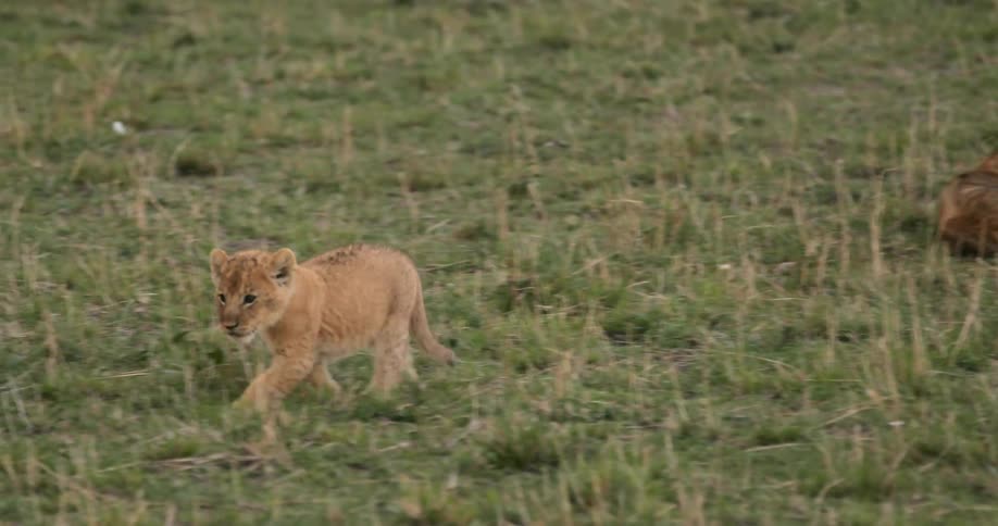 A lion cub walks from other lions down a grass field