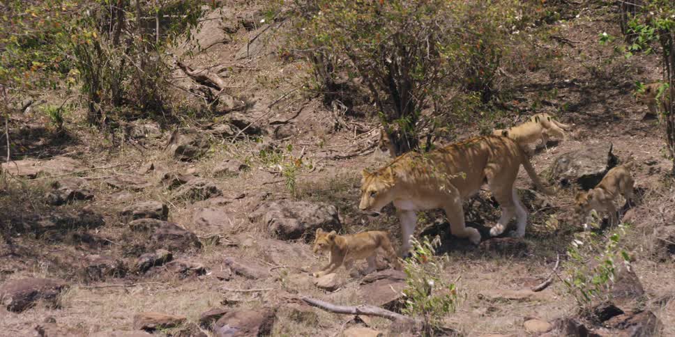 A lion is traveling downhill with cubs