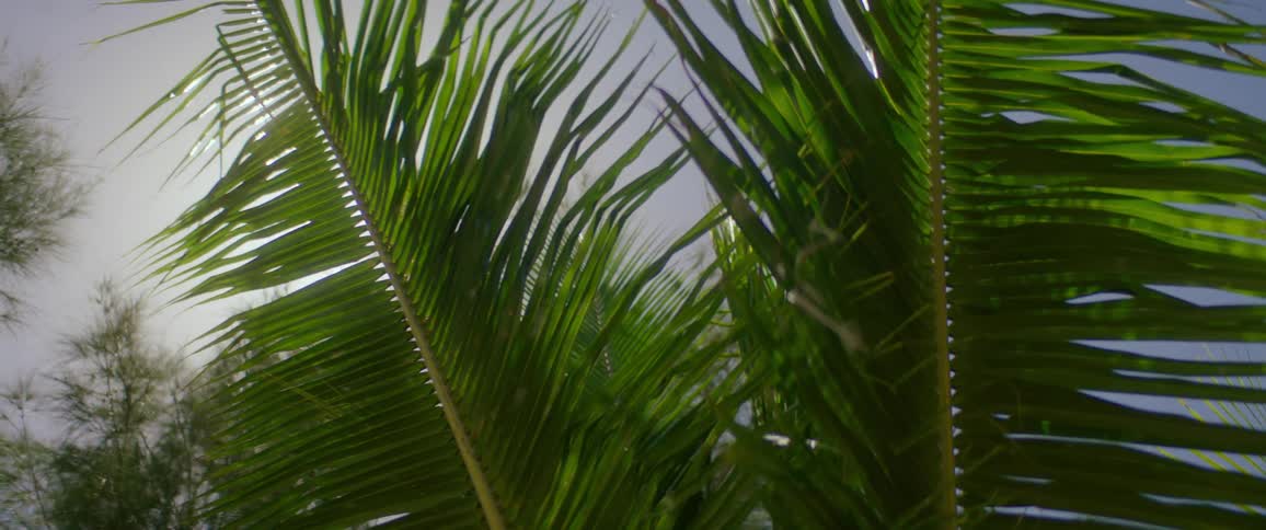 Sunlight shining through the long and thin leaves of a tree on a sunny day