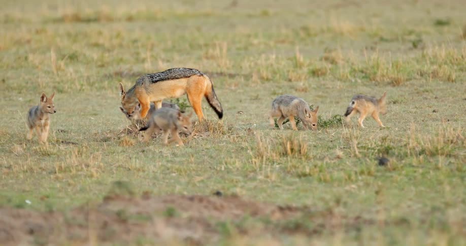 Animals are running along the grass in a pack