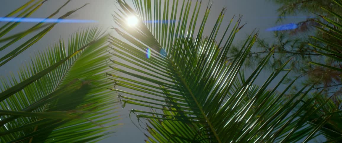 Sunlight shining through the straight green leaves of a tree during the day