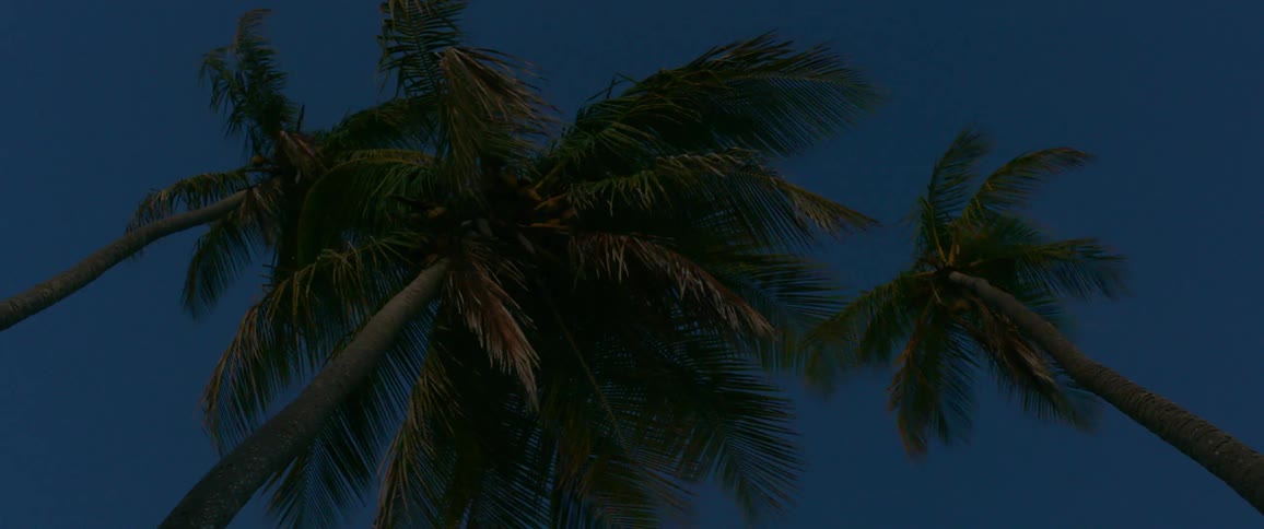 Palm trees in wind against night sky