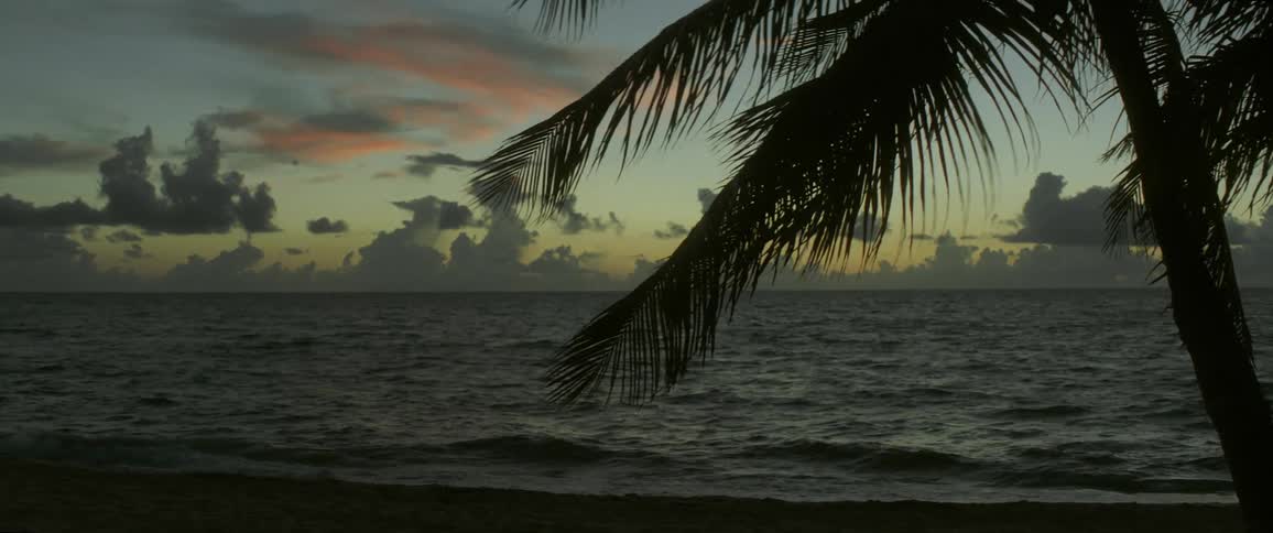 Ocean waves roll into shore at dusk as a palm tree blows in the breeze
