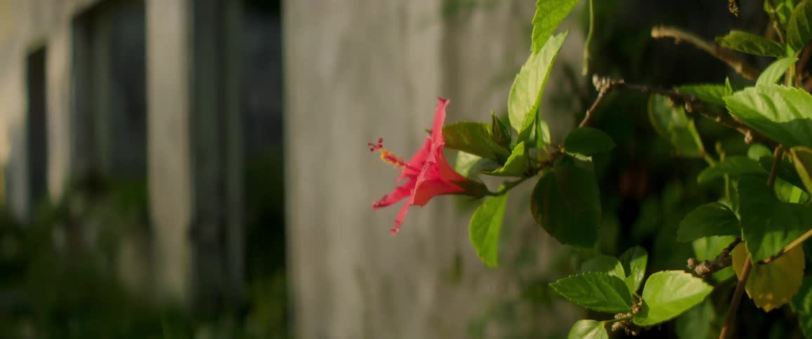 A flower on a plant