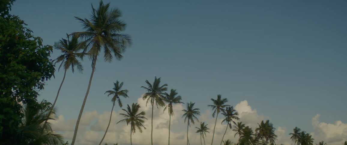 Palm trees against a blue sky with white clouds