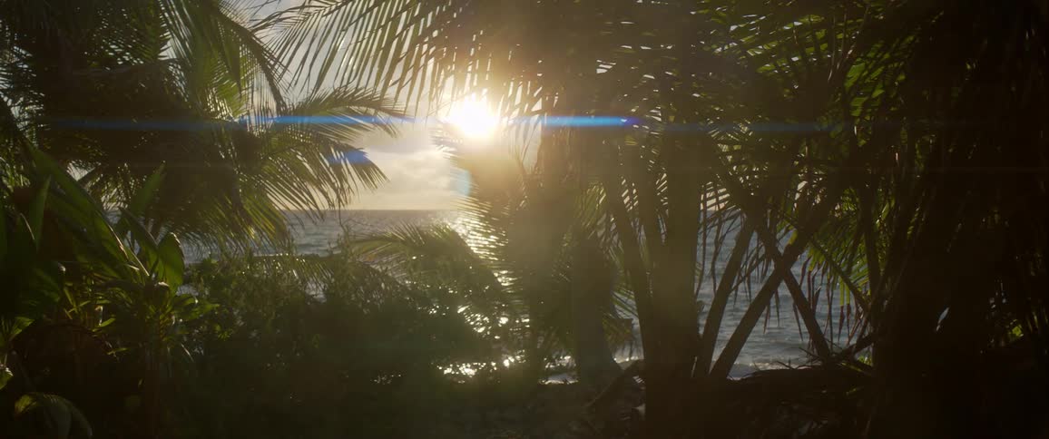 Through the palm trees the sun sets on the horizon passed the rippling ocean water