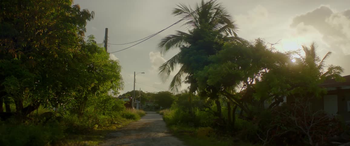 A neighborhood street with bushes and palm trees at sunset