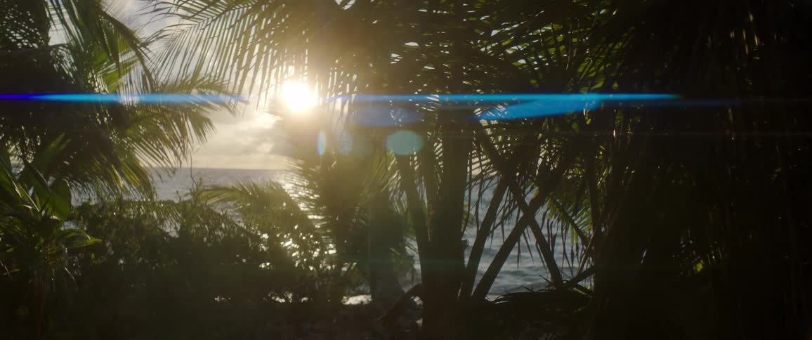 Palm trees in the coast of a tropical beach at sunset
