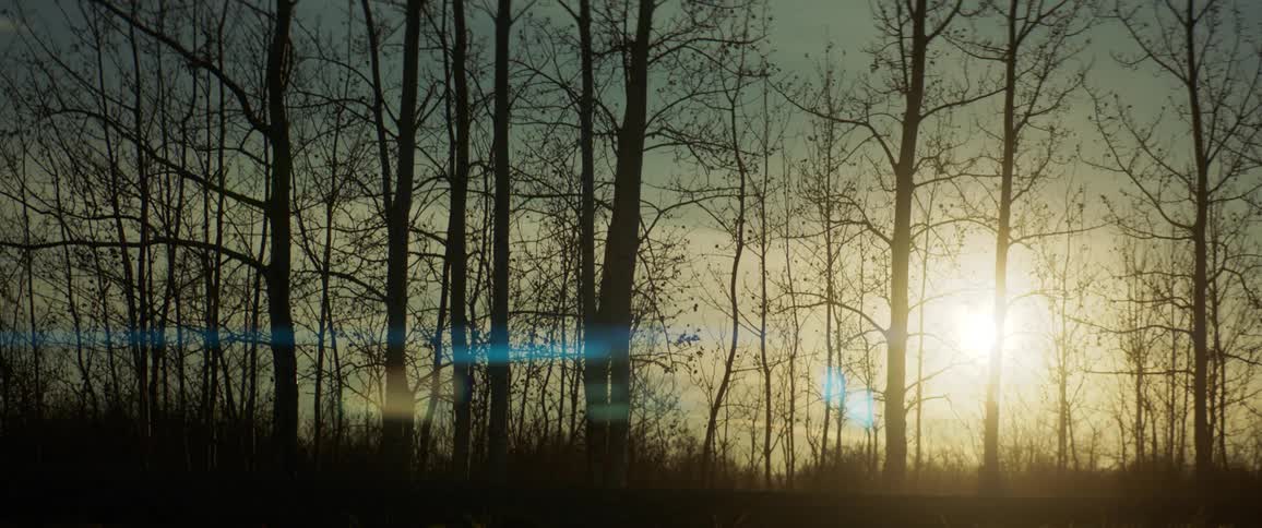 Pickup truck drives in front of bare trees at sunset