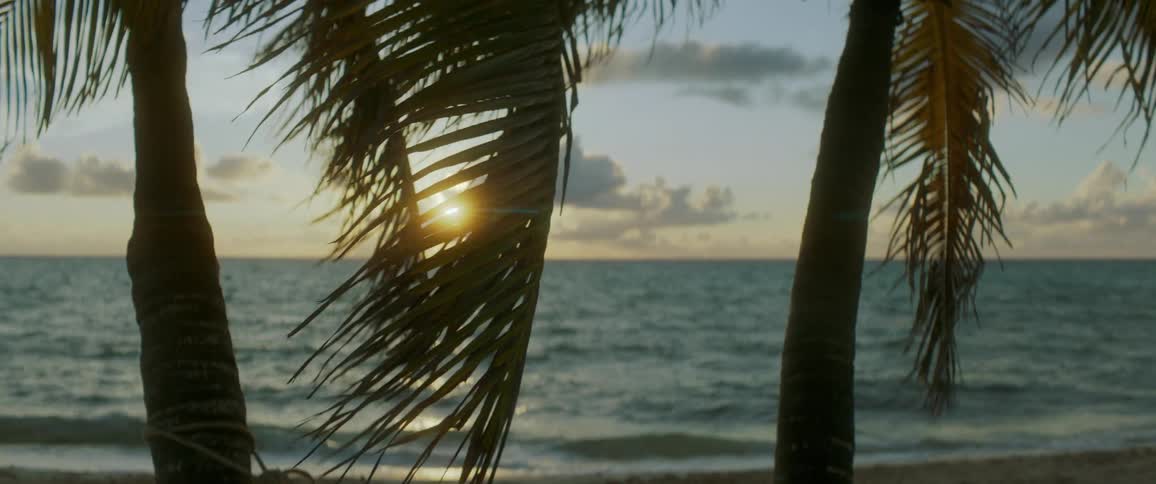 Palm trees on the beach in front of the water
