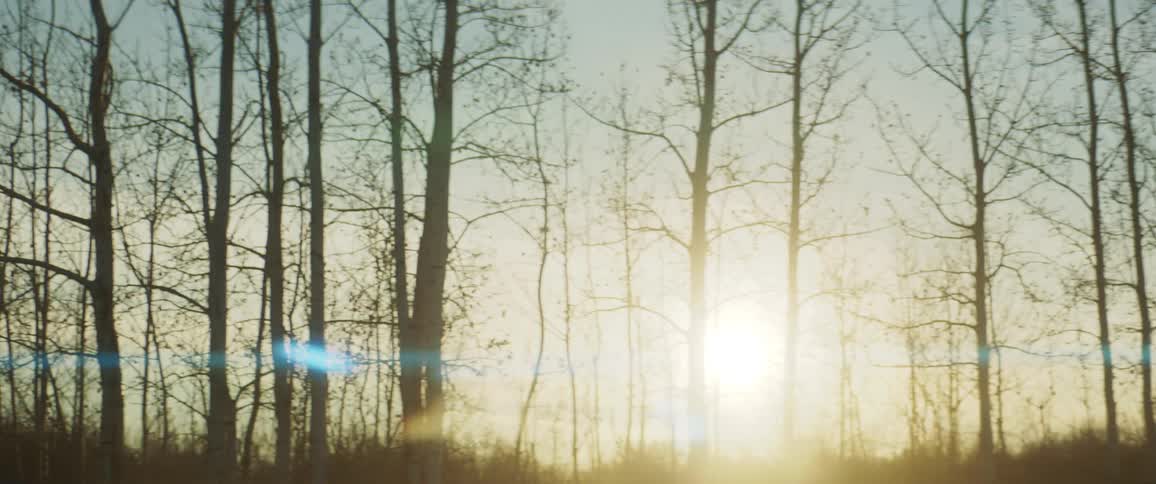 A man drives his truck past a forest
