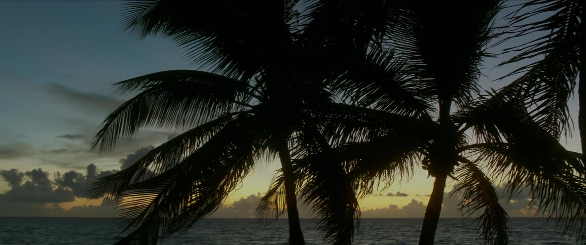 Palm trees blowing in the wind at dusk in the tropics